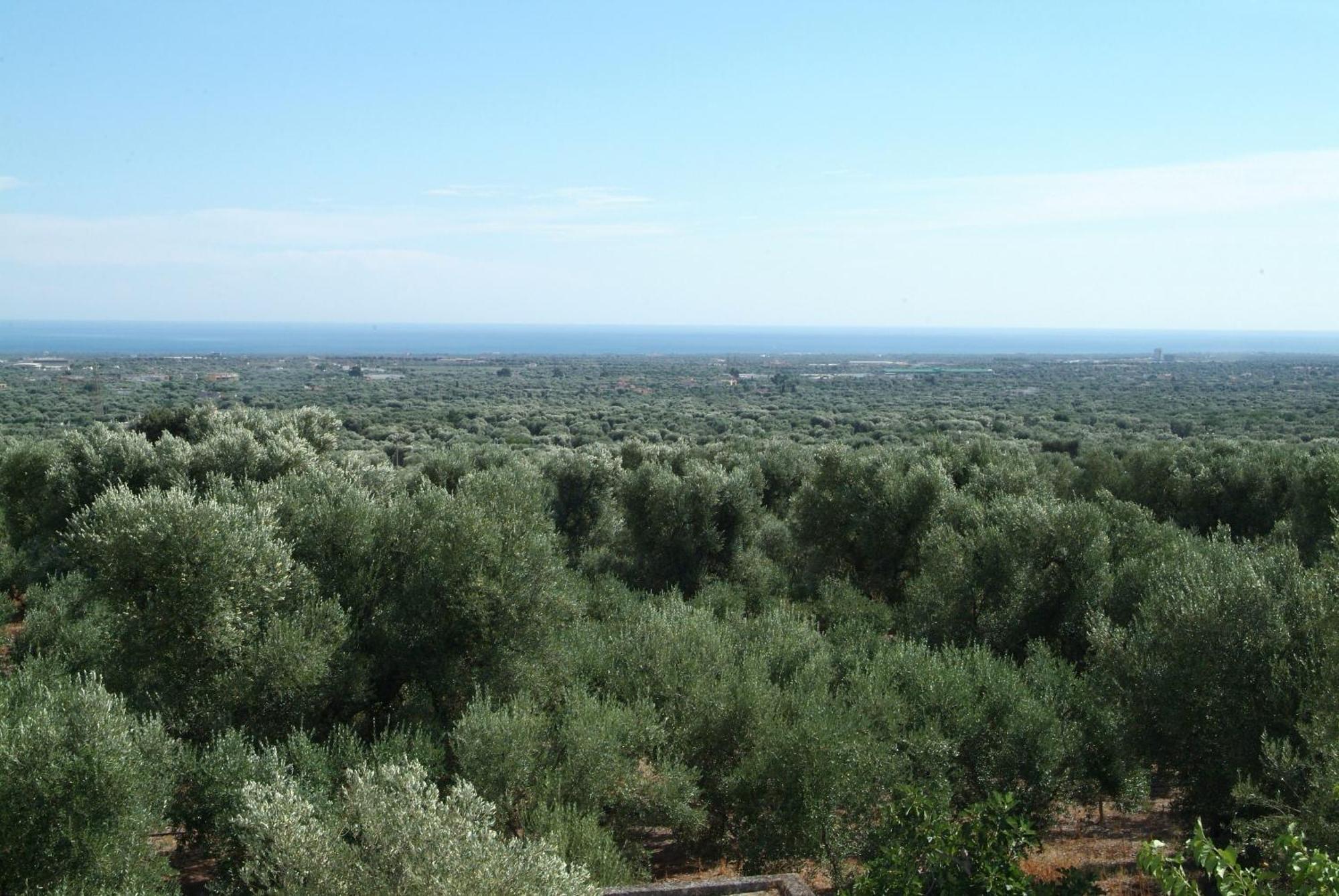 Masseria Trotta B&B Фазано Екстер'єр фото